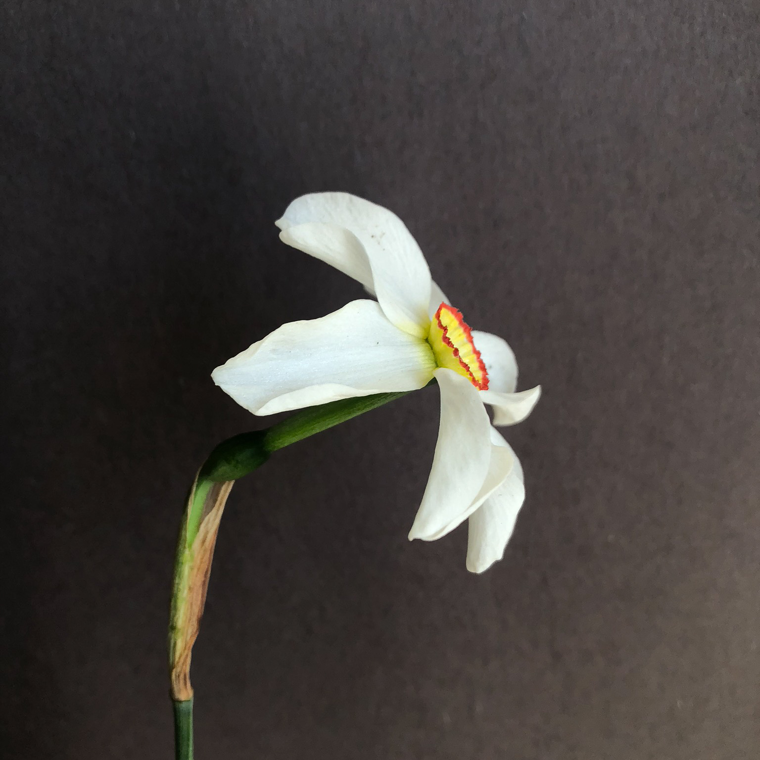 side view of narcissus poetica varietal recurvus