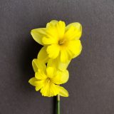 front view of two narcissus tripartite flowers on a single stem