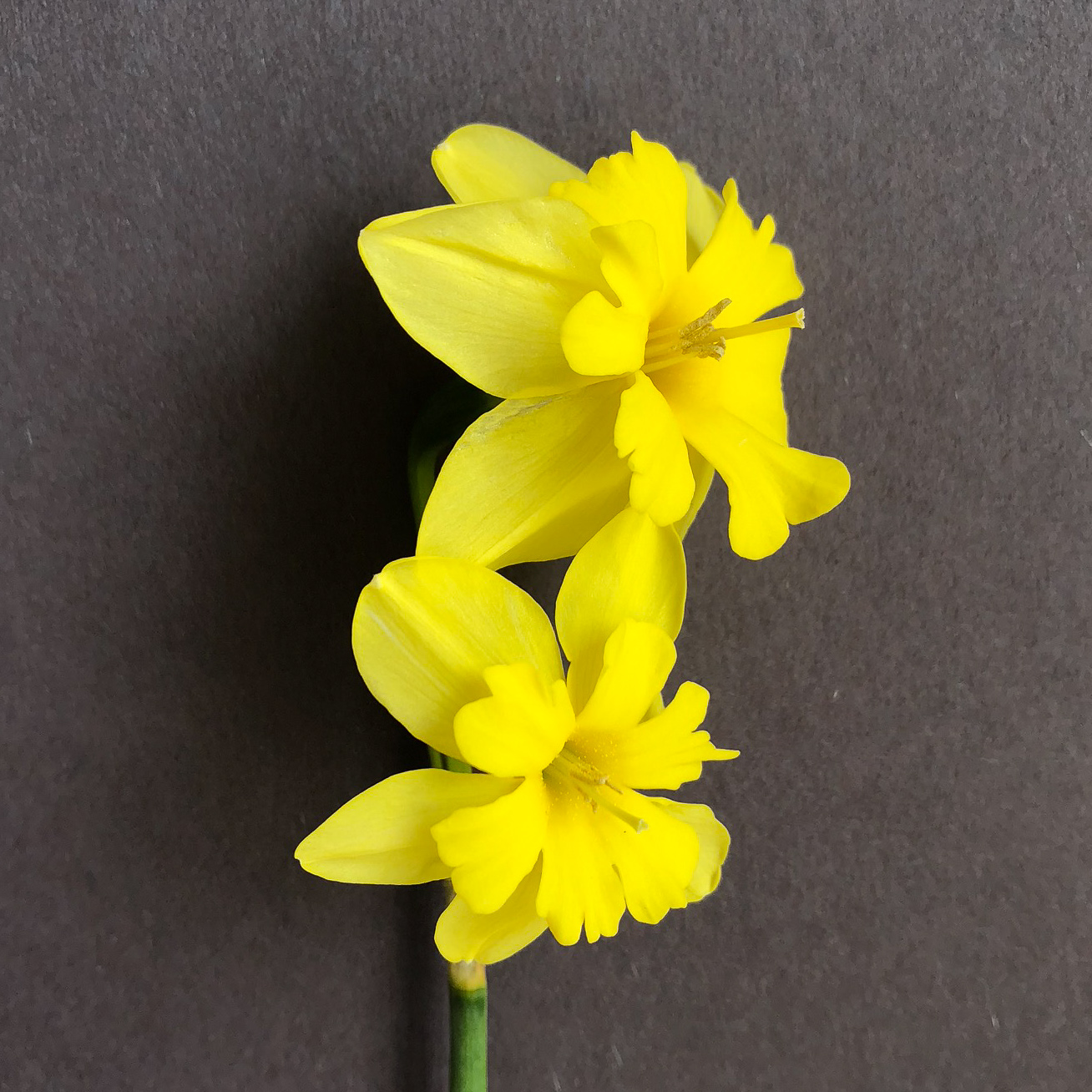 three quarter view of two narcissus tripartite flowers on a single stem
