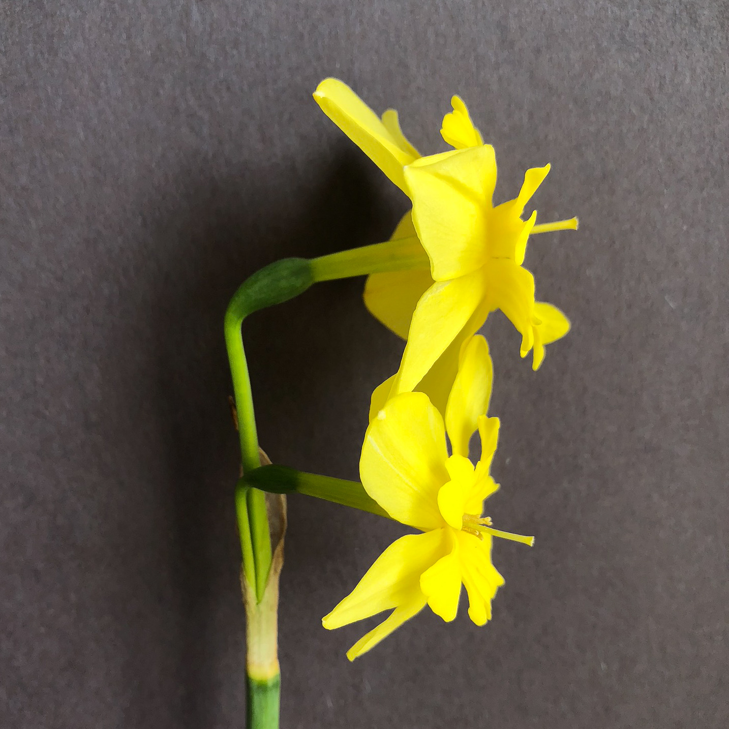 side view of two narcissus tripartite flowers on a single stem