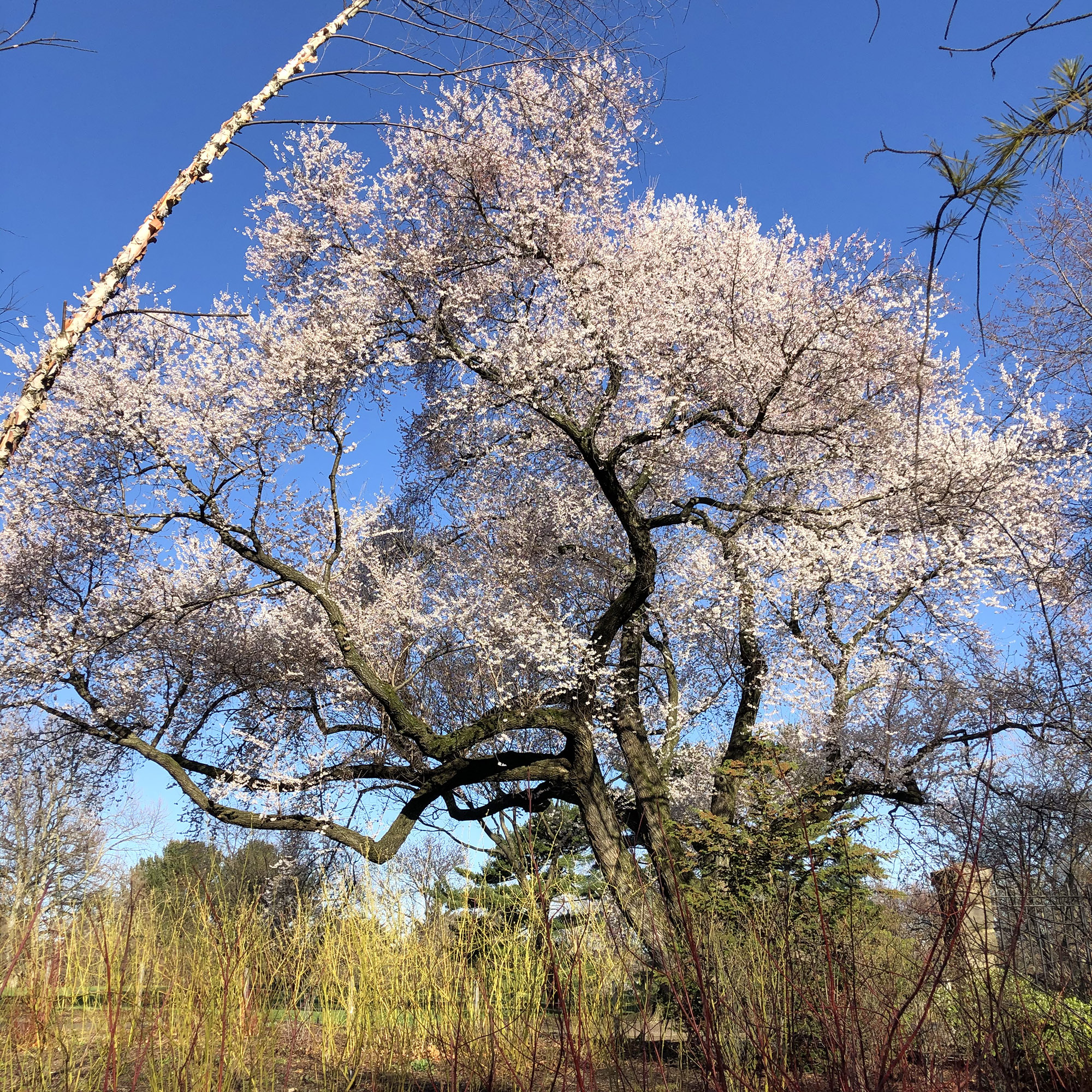 Photo of a blooming cherry tree