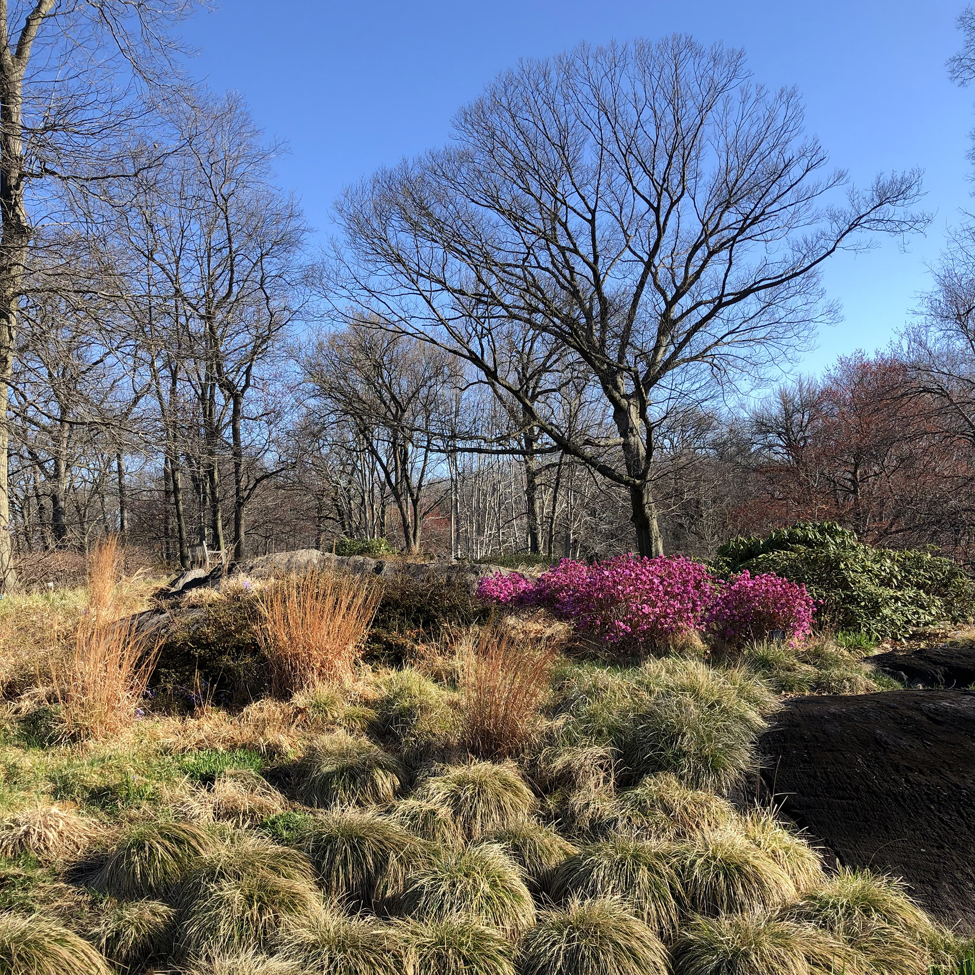 Photo of a Korean rhododendron in the Native Plant Garden