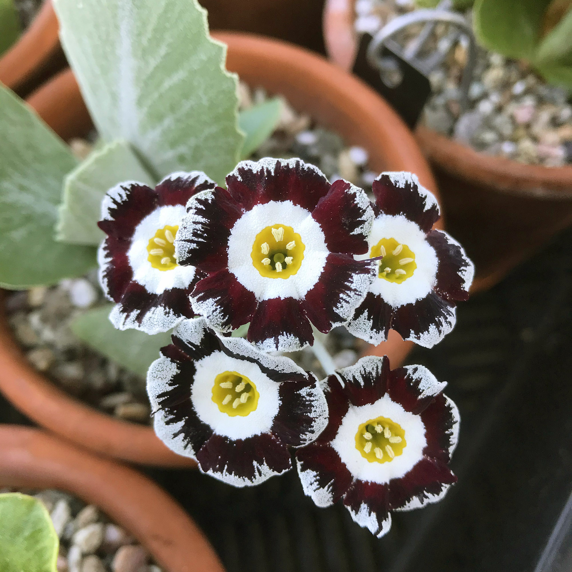 Photo of a purple Primula auricula