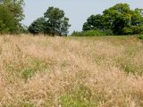 field of meadow grasses