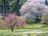 daffodil hill in spring