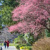Pink Japanese apricot trees in bloom.