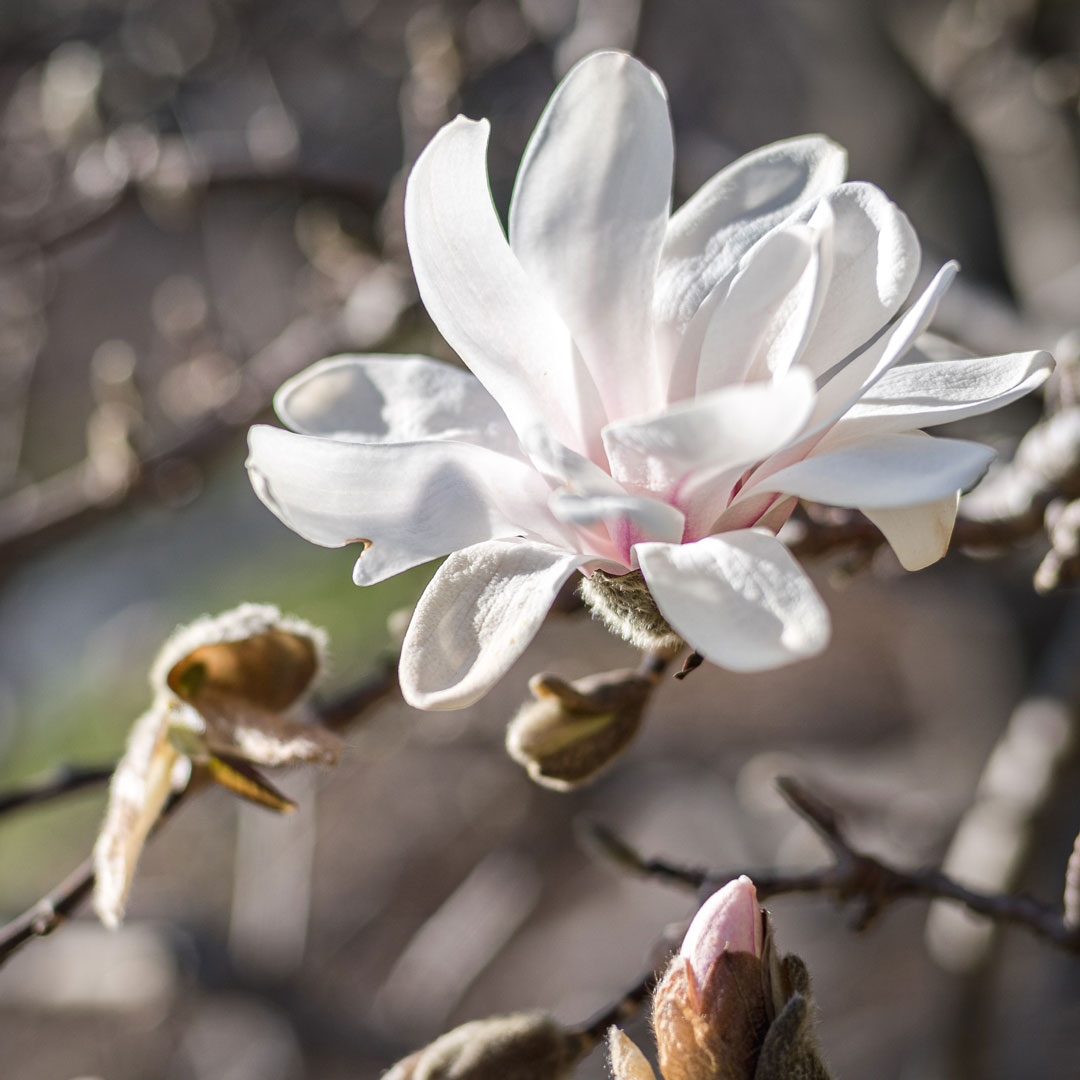 Photo of Magnolia stellata 'Royal Star'