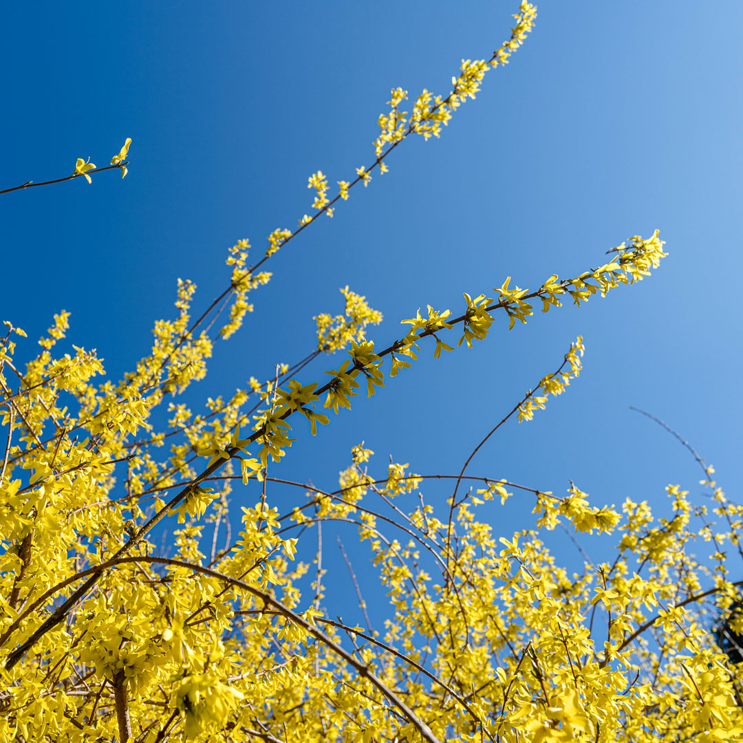 Photo of Forsythia x intermedia