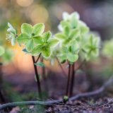 Photo of Helleborus x nigercors 'Honeyhill Joy'