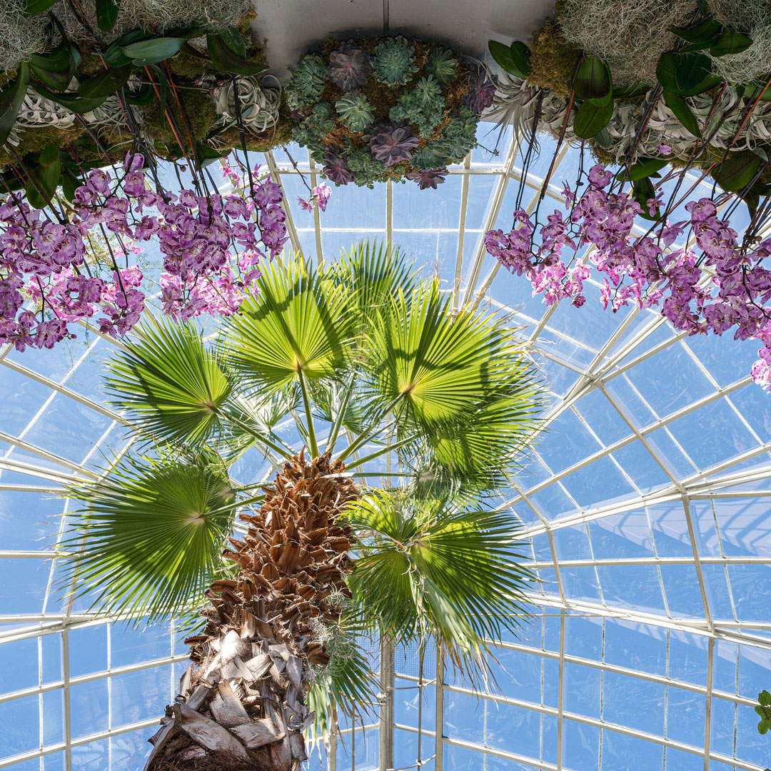 Photo of the Conservatory glass framed by orchids