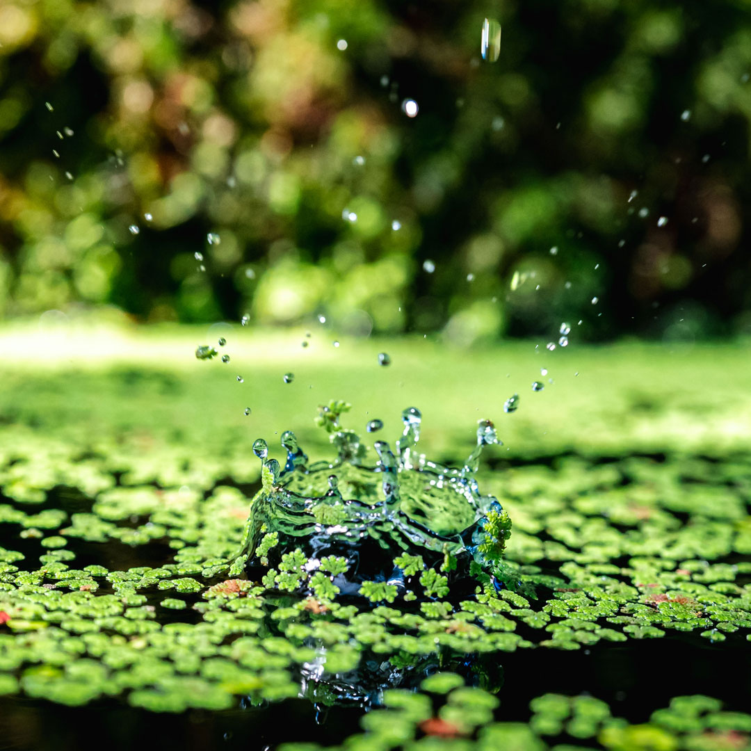 Photo of a water droplet falling into a pool of aquatic ferns