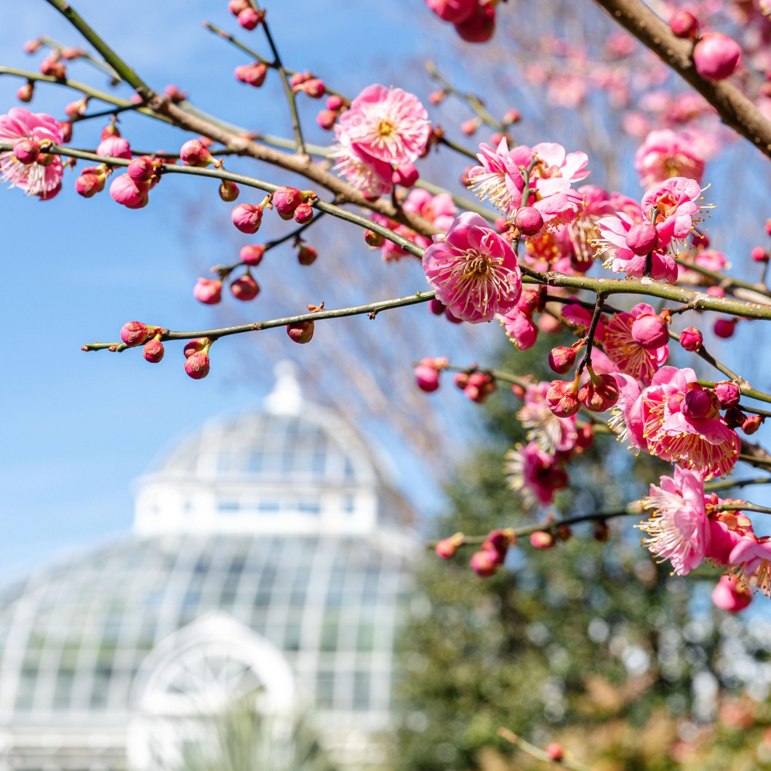 A close-up of Japanese apricot blooms.