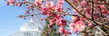 A close-up of Japanese apricot blooms.