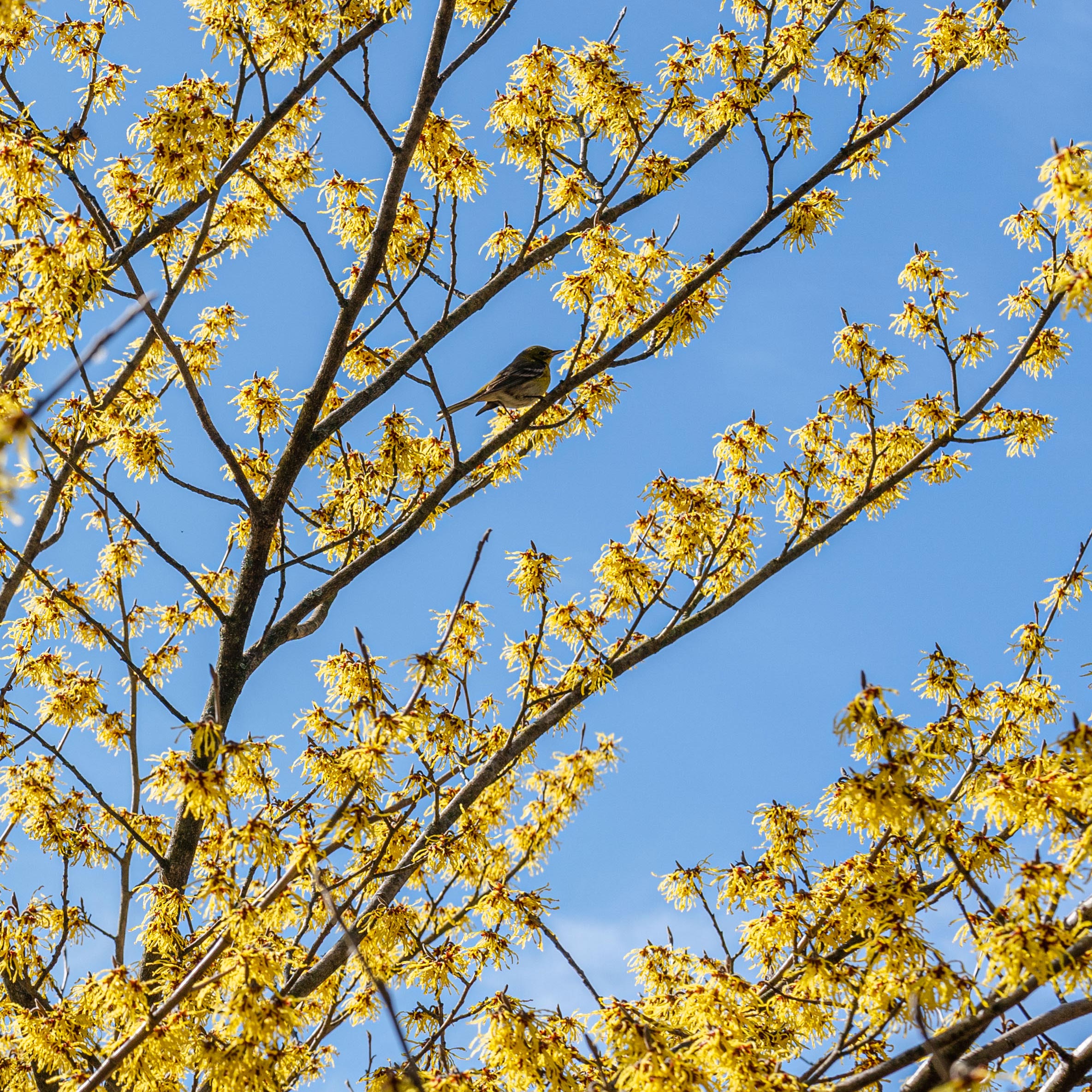 A birst perched amid striking yellow witch-hazels.