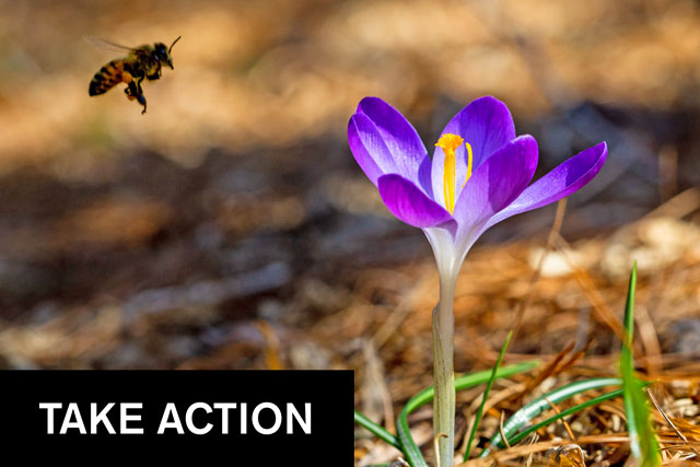 Photo of a bee and crocus above "TAKE ACTION" headline