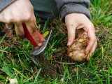 a close up of someone digging a hole to plant a daffodil bulb