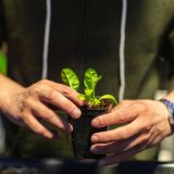 Two hands holding a small square pot of soil with a little plant inside