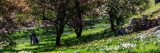 daffodils in bloom on daffodil hill