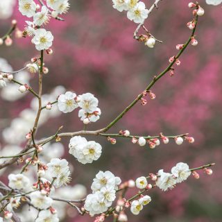 Photo of a Japanese apricot tree in bloom