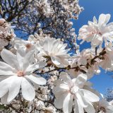 Photo of blooming light pink magnolias