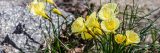 close up of yellow daffodils with a grey rock and green daffodil leaves