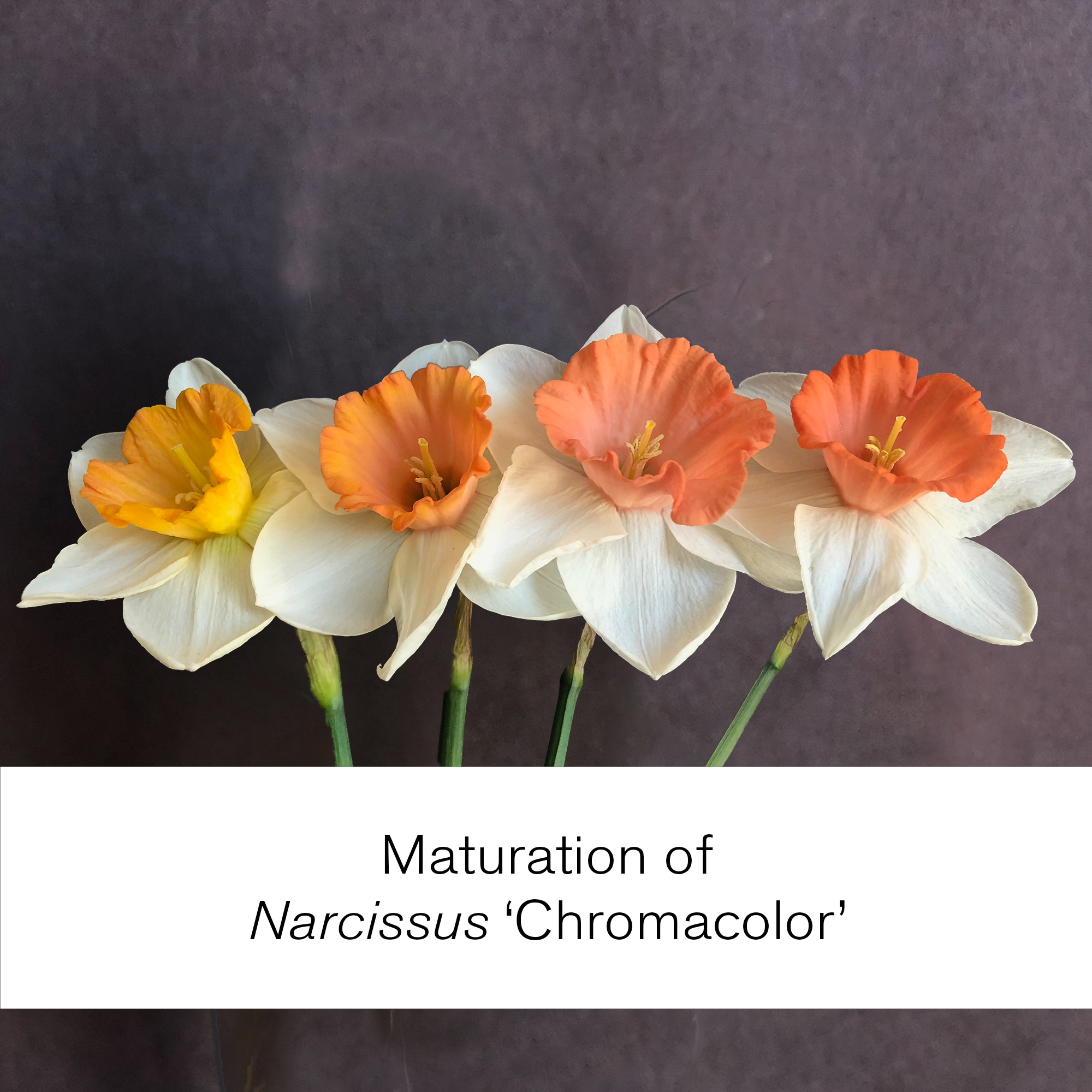 four narcissus chromacolor flowers each with a different colored corona from left to right yellow, orange/pink, coral, bright coral. text below the flowers reads maturation of narcissus chromacolor