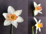 a front view side view and three quarter view of Narcissus Accent