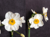 front and side view of Narcissus Beautiful Eyes