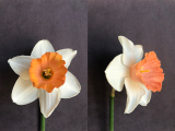 front and three quarter view of Narcissus chromacolor