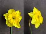 front and three quarter view of Narcissus Curly Lace