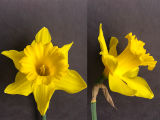 Front and three quarter view of Narcissus exception