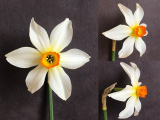 front view three quarter view and side view of Narcissus Firebrand