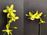 Front view and side view of Narcissus Hawera
