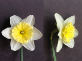 Front and three quarter view of Narcissus Ice Follies