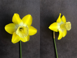 Front and three quarter view of Narcissus Intrigue
