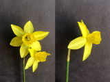 Front and three quarter view of Narcissus Lemon Sailboat