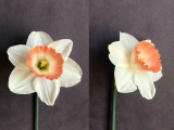 Front and three quarter view of Narcissus Pink Charm