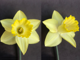 Front and three quarter view of Narcissus Pistachio