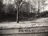 black and white image of a field of daffodils