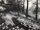 black and white image of daffodils on the side of a hill