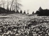 Black and white image of a field of daffodils