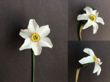 Front view three quarter view and side view of Narcissus Poetica var. Recurvus