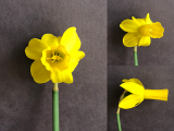 front view three quarter view and side view of Narcissus Rapture