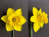 Front and three quarter view of Narcissus Saint Keverne