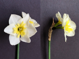 Front and side view of Narcissus Smiling Twin