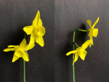 Front and three quarter view of Narcissus Sunlight Sensation