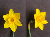 Front and three quarter view of Narcissus Sweetness