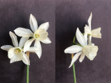 Front and three quarter view of Narcissus Thalia