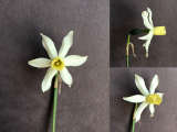 Front view side view and three quarter view of Narcissus Toto