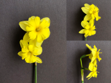 Front view three quarter view and side view of Narcissus Tripartite